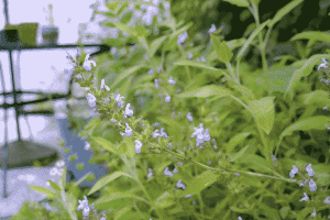 Some dithered sage flowers in front of more sage leaves and a table