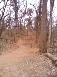 A dithered image of a trail in a forest of bare trees